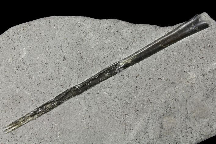 Fossil Belemnite (Youngibelus) - Germany #106361